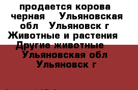 продается корова (черная) - Ульяновская обл., Ульяновск г. Животные и растения » Другие животные   . Ульяновская обл.,Ульяновск г.